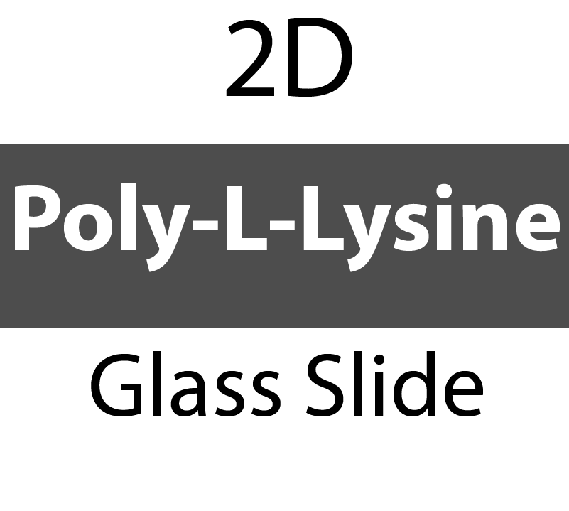 104-01-205 PolyAn Covalently coated Poly-L-Lysine Glass Slide (5 slides/box)